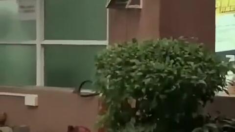 吃瓜新闻评述,吃瓜新闻背后的真相与反思